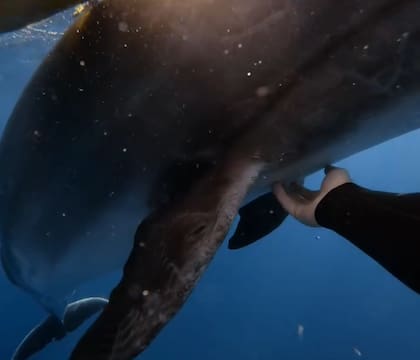 El animal salvaje se dejó tocar por el hombre (Foto: @johnnie_boe_)