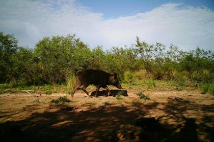 El animal se considera plaga en diferentes lugares del país