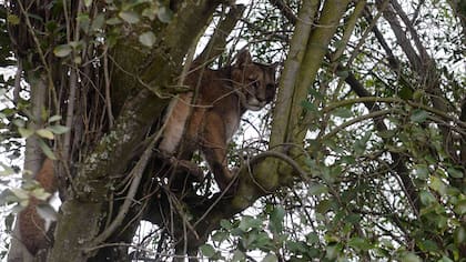 El animal, sedado, se encontraba en buen estado de salud