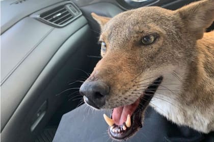 El animal tenía una de sus patas traseras quebrada
