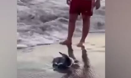 El animal, visiblemente estresado luego de ser retirado de su hábitat