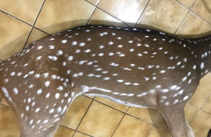 El animal ya muerto, tendido en el suelo.