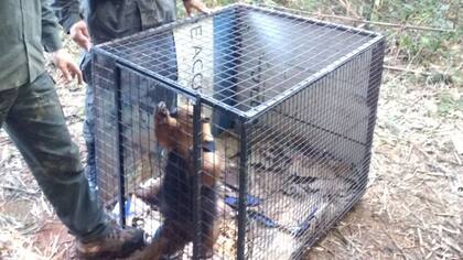 El aninmal fue encontrado en la ruta nacional 14