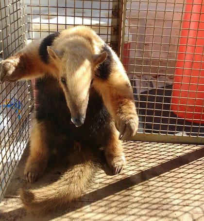 El aninmal fue encontrado en la ruta nacional 14