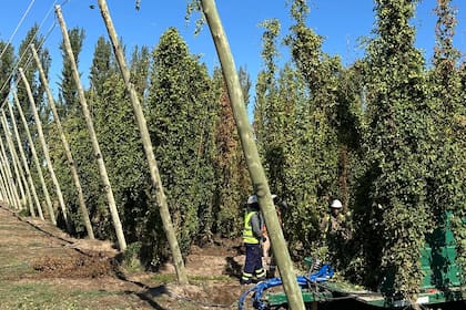 “El año pasado encontramos dos nuevas variedades que vamos a seguir estudiando a campo y van a ser posibles reemplazos a futuro de las variedades que ya tenemos”, señalan