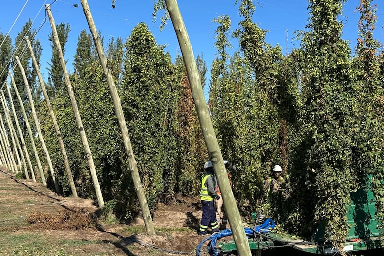 Lúpulo del sur: el ingrediente clave que define la personalidad de la cerveza