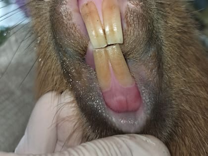 El año pasado, se aplicó a varios carpinchos la GonaCon, una droga utilizada en animales de granja y caballos para controlar la reproducción