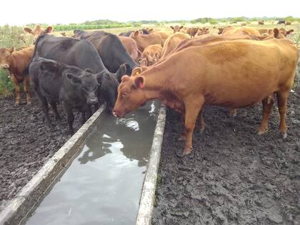 El ao pasado se eliminaron de manera permanente los DEX para la carne de vaca