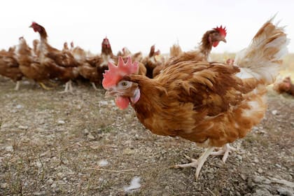 El año pasado se habían detectado casos de gallinas de traspatio en ese estado norteamericano (Foto AP/Charlie Neibergall, Archivo)