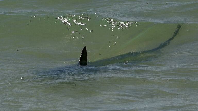 El terrible ataque de un tiburón terminó con el hombre en el hospital