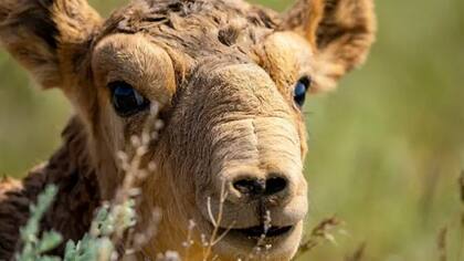 El antílope saiga fue una de las especies beneficiadas por los esfuerzos de conservación en 2024