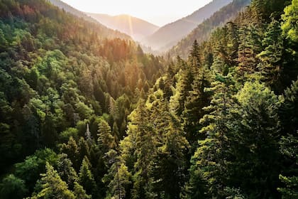El antropólogo David Bray ha estudiado los bosques comunitarios mexicanos y considera que son “el mejor modelo de manejo local sostenible del mundo”