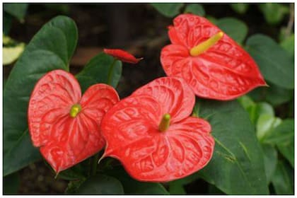 El anturio rojo se destaca por ser una planta que crece bien en el interior, lo cual la hace ideal para la práctica feng shui