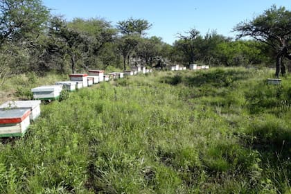 El apiario que tiene el productor en la zona de monte