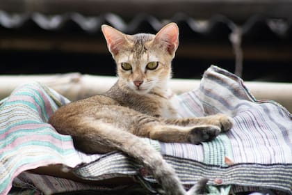 El apodo de “gato de desagüe” proviene de la costumbre de estos pequeños felinos de vivir en las alcantarillas, desagües y tuberías de Singapur, donde buscaban refugio del calor tropical