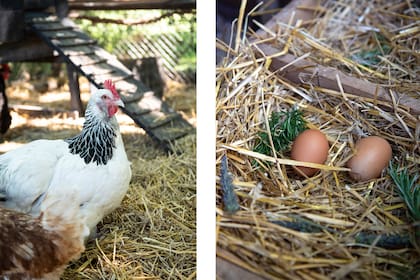 El aporte de las gallinas al compost hace que sea muy rico en nutrientes y materia orgánica.
