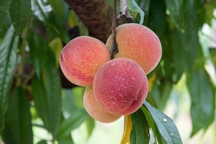 El aporte visual de las frutas equivale al de las flores, pero además contribuyen a la alimentación saludable