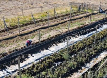El aprendizaje fue, en gran parte, autodidacta. “Como diseñador gráfico, no tenía idea, por eso con mi padre empezamos a estudiar sobre el tema. Fue camino al andar”, reconoció