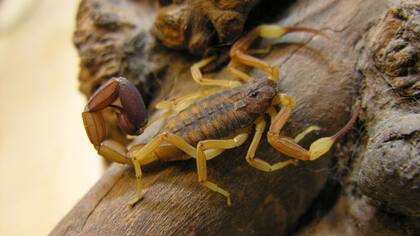 Los investigadores también encontraron un sistema de cuevas desconocido con arañas y grillos ciegos, y un gran escorpión látigo. Foto: escorpión dorado de Manchuria cuyo veneno puede ser dos veces más letal que el de la especie española