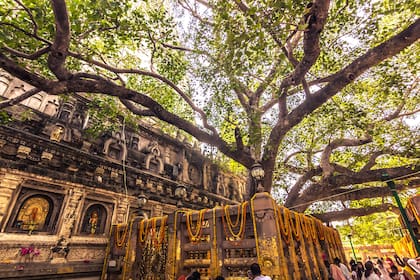 El Árbol Bodhi, el más venerado del mundo