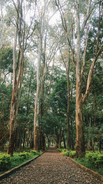 El árbol de eucalipto es una de las plantas que mejor ahuyenta a los mosquitos