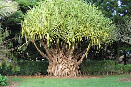 El árbol de Hala solo crece en un lugar de Estados Unidos: Hawái