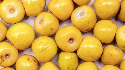 El árbol de nanche comienza a florecer en abril y puede llegar a producir alrededor de 2 a 4 mil frutos por cosecha