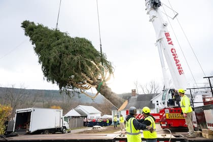 El árbol de Navidad que adornará el Rockefeller Center de este año, un abeto noruego de 22 metros de altura y 11 toneladas, es alzado con una grúa, el 7 de noviembre de 2024, en West Stockbridge, Massachusetts