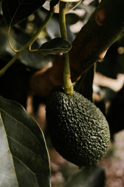 El árbol de palta es una excelente elección y de fácil cultivo