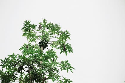 El árbol de papaya crece en zonas tropicales y subtropicales