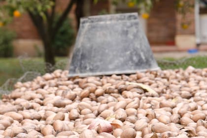 El árbol de pecán empieza a producir con 4 años y puede seguir durante 150 años con un promedio de 20 kilos anuales