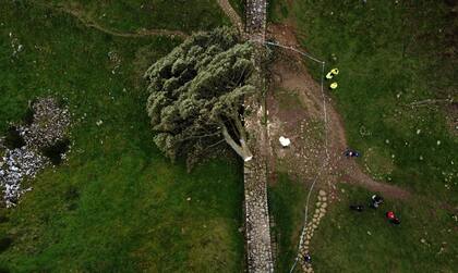 El árbol derribado en Sycamore Gap, a lo largo del Muro de Adriano, cerca de Hexham, al norte de Inglaterra, el 28 de septiembre de 2023.