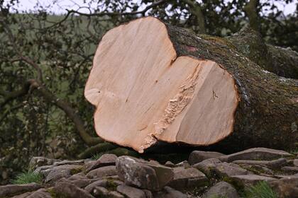 El árbol derribado en Sycamore Gap se encuentra detrás de un cordón policial, a lo largo del Muro de Adriano, cerca de Hexham, al norte de Inglaterra, el 28 de septiembre de 2023.