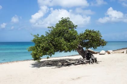 El árbol Fofoti se encuentra en Eagle Beach, Aruba