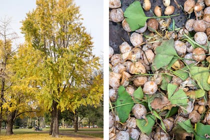 El árbol hembra de Ginkgo biloba: durante un mes al año, sus frutos despiden lactonas terpénicas llamadas “ginkgólidos” que se combinan e inactivas el radón y las partículas alergénicas del aire.