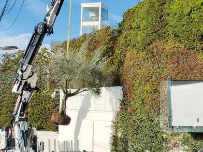 El árbol libanés que será trasladado a la residencia de Miami que adquirió Shakira
Foto: TWITTER / @shakiracarla