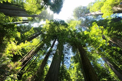 El árbol más grande del mundo podría ser dañado por los excursionistas - Foto de carácter ilustrativo