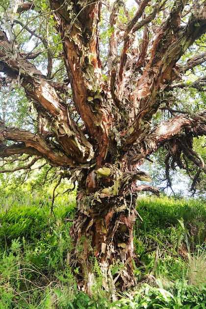 El árbol nativo de tabaquillo maduro. 