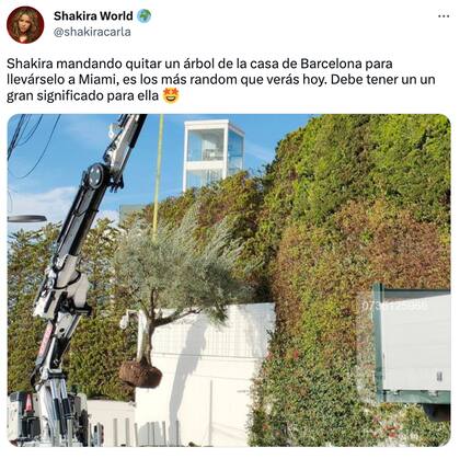 El árbol que estaba en la mansión de Shakira en Barcelona