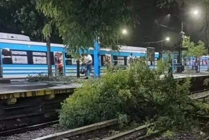 El árbol que interrumpió la vía de tren Sarmiento a la altura de Haedo.