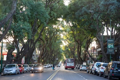 Menos calor, aire más limpio, materia prima, fuente de energía renovable, ¿qué más se le puede pedir? - Image 2