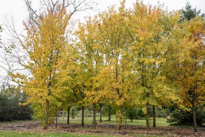 El arce plateado se vuelve dorado, a veces rojizo, y con el envés plateado