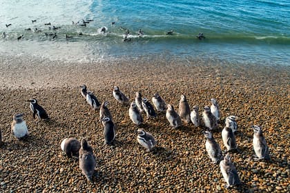 El área cuenta con una de las principales colonias de pingüinos de Magallanes del país, con más de 40.000 parejas reproductoras.