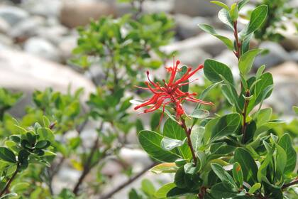 El área de distribución de la especie Embothrium coccineum abarca desde Neuquén hasta Tierra del Fuego y zonas contiguas de Chile.