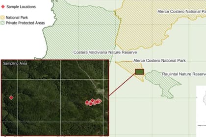 El área de las muestras para el estudio realizado en el Parque Nacional Alerce Costero, Chile