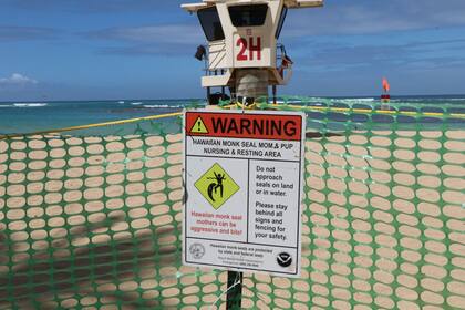 El área fue protegida para evitar el contacto de las focas con humanos