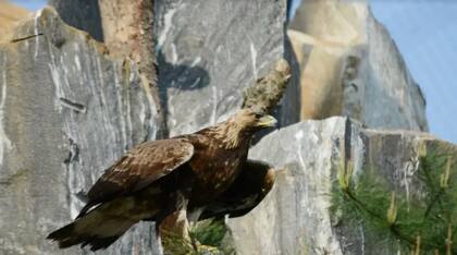 El área también alberga muchas plantas endémicas de Corea