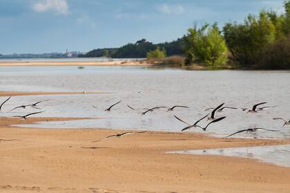 El Arenal del Caraballo es el lugar que eligen todos los años los rayadores para reproducirse y criar sus pichones en nidos minúsculos a ras del suelo.