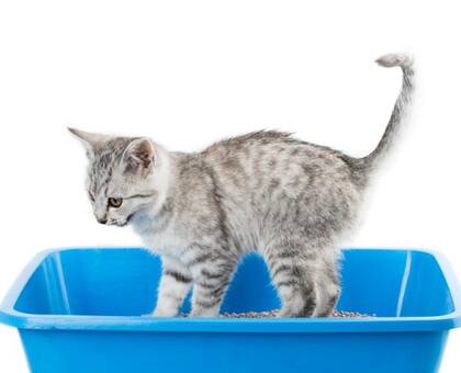 El arenero debe ser lo suficientemente grande para que el gato pueda entrar, darse la vuelta, hacer sus necesidades y taparlas
