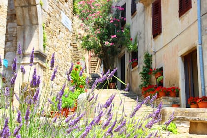 El aroma a lavanda se siente en el aire y crea una atmósfera tan armónica como serena